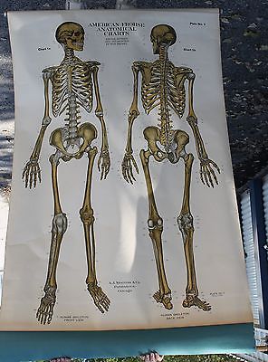 Max Brodel Anatomical Chart