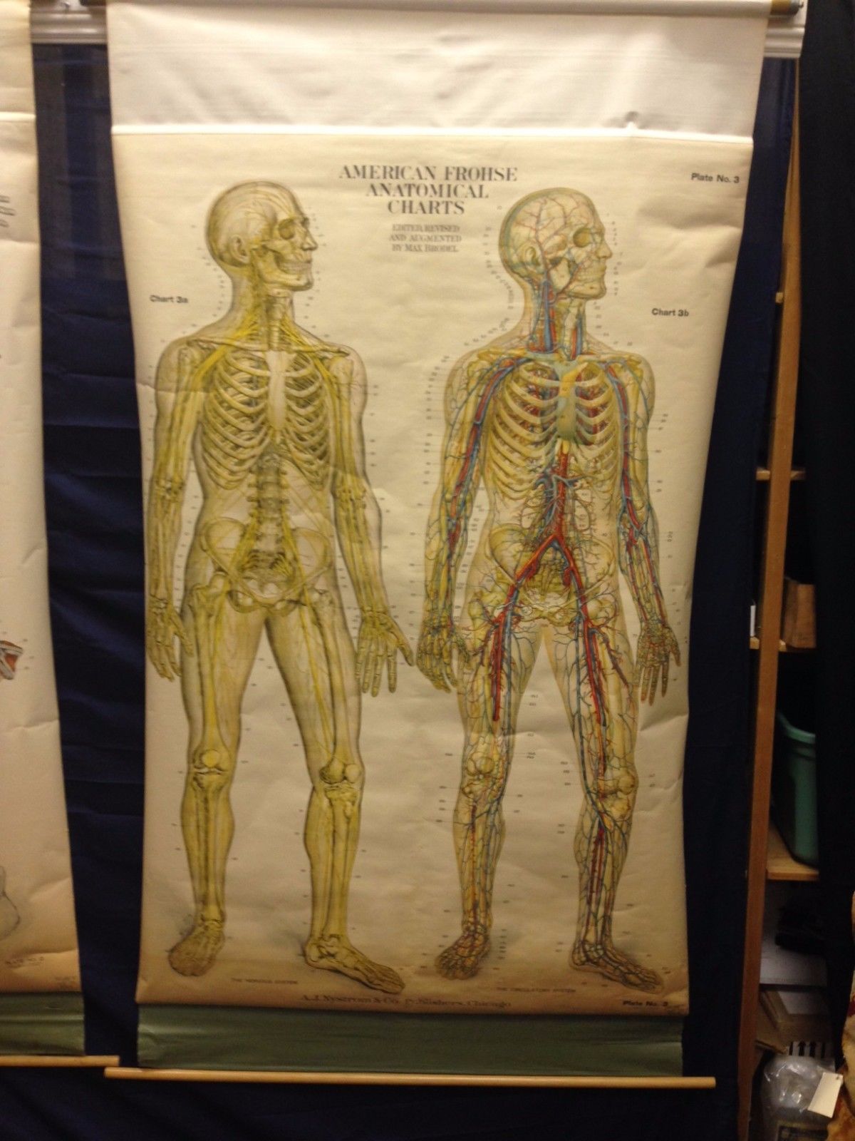 Nystrom Frohse Anatomical Charts