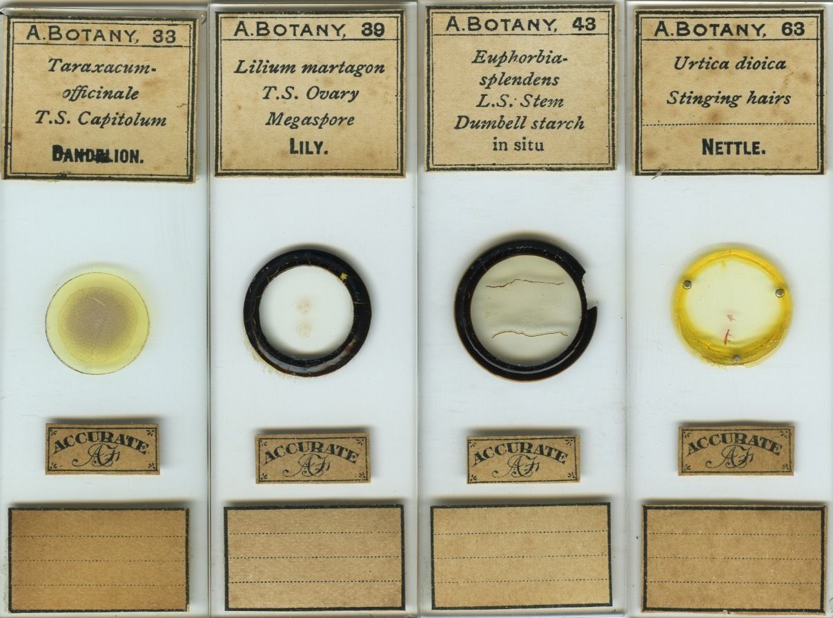 4 1910 Botany Microscope Slides by A. Flatters Antique Price Guide