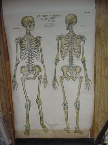 American Frohse Anatomical Charts Key